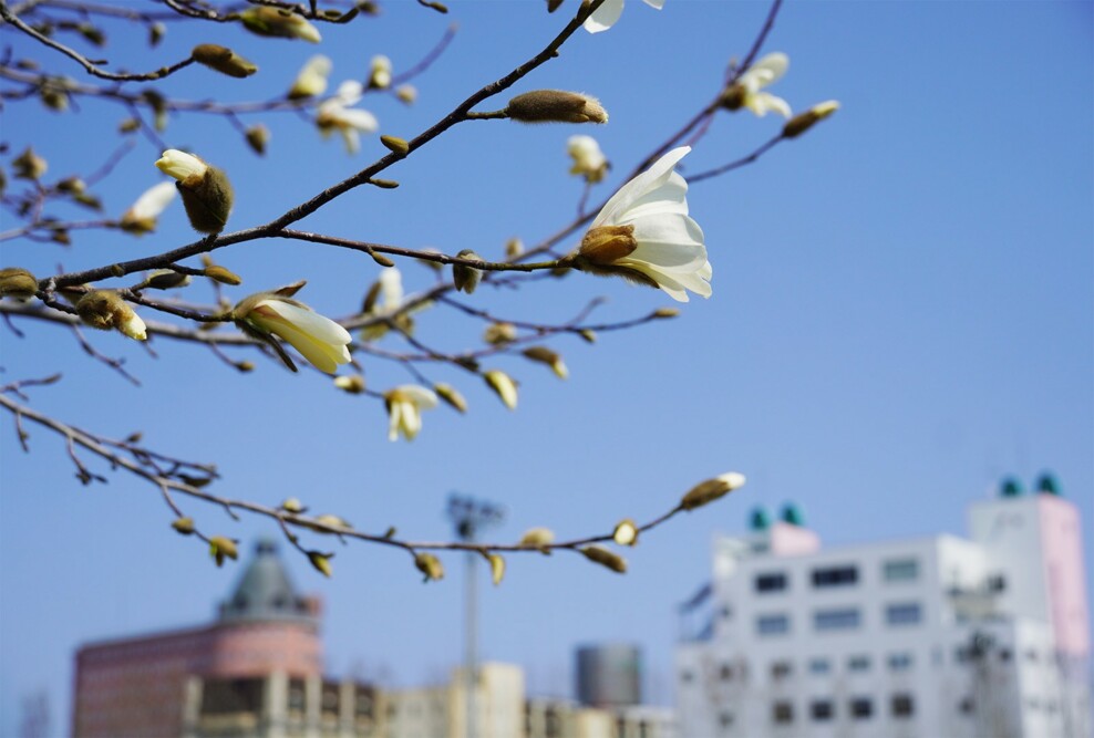 キャンパスの「こぶし」の花が咲きました（2024）