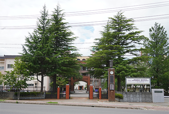 大学正門のヒマラヤ杉
