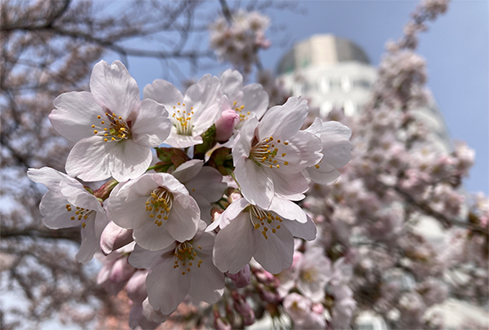 キャンパスの桜が咲きました