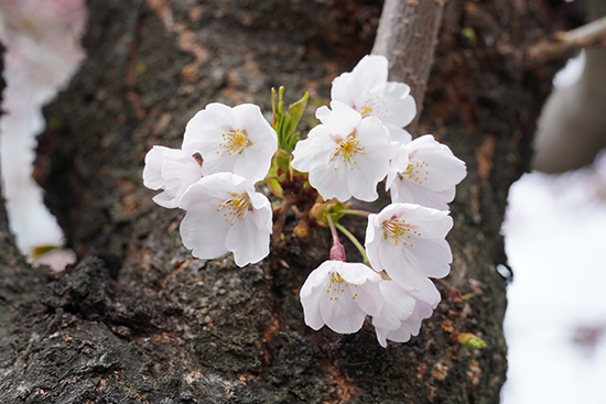 キャンパスの桜の花が咲き始めました
