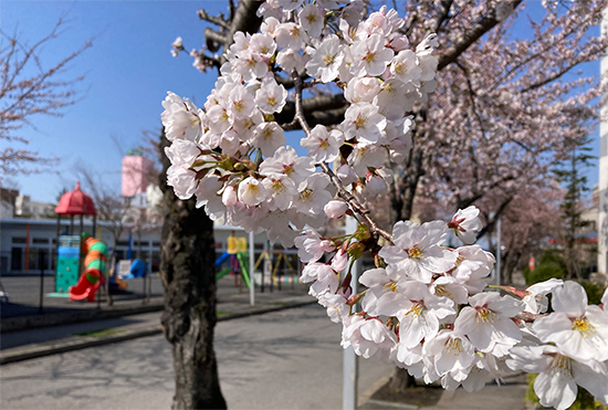 キャンパスの桜が咲きました