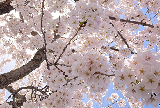 キャンパスの桜が咲きました