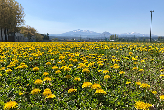 キャンパスの色とりどりの花