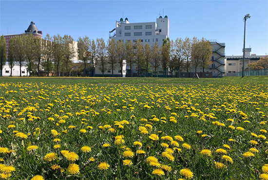 キャンパスの色とりどりの花