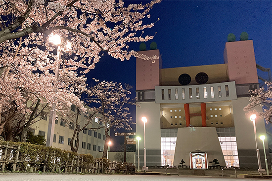 キャンパスの桜が見頃です