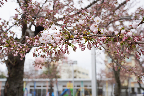 キャンパスの桜の花が咲き始めました