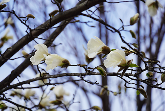 キャンパスの「こぶし」の花が咲きました