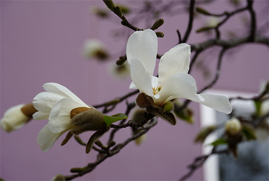 キャンパスの「こぶし」の花が咲きました