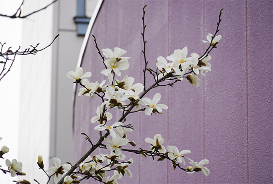 キャンパスの「こぶし」の花が咲きました