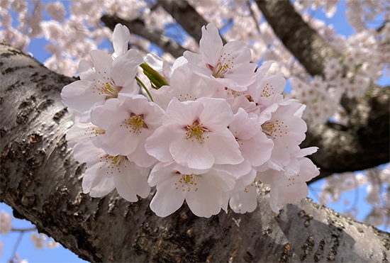 キャンパスの桜が咲きました（2023）