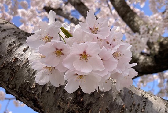 キャンパスの桜が咲きました