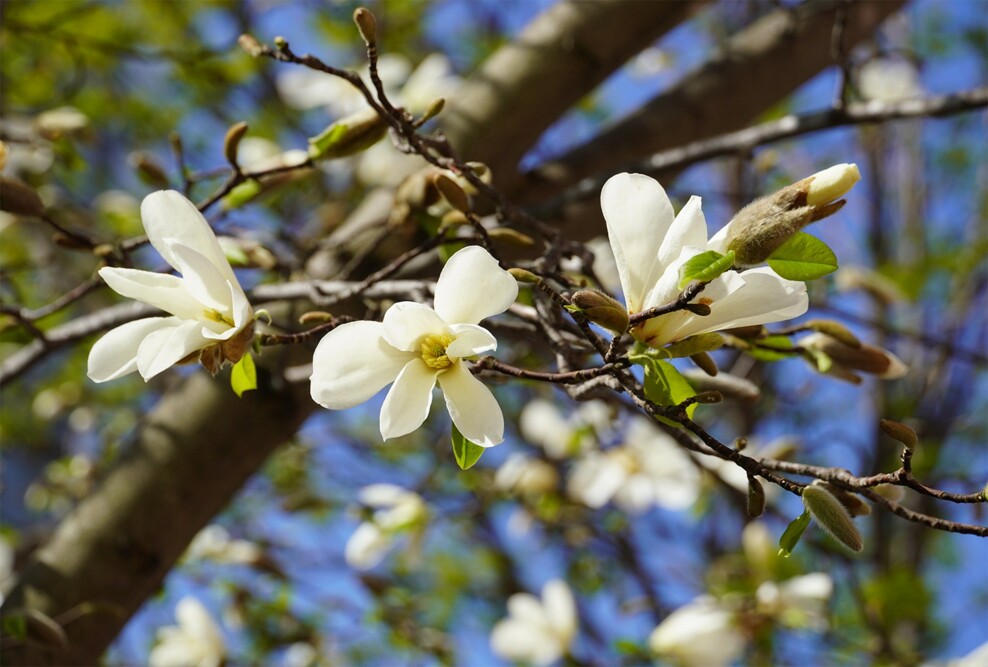 キャンパスの「こぶし」の花が咲きました（2026）