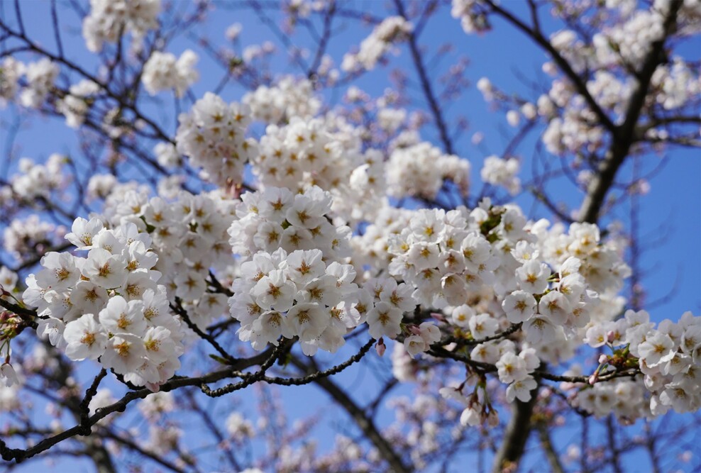 キャンパスの桜が咲きました（2026）